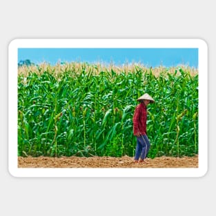 Corn. Sticker